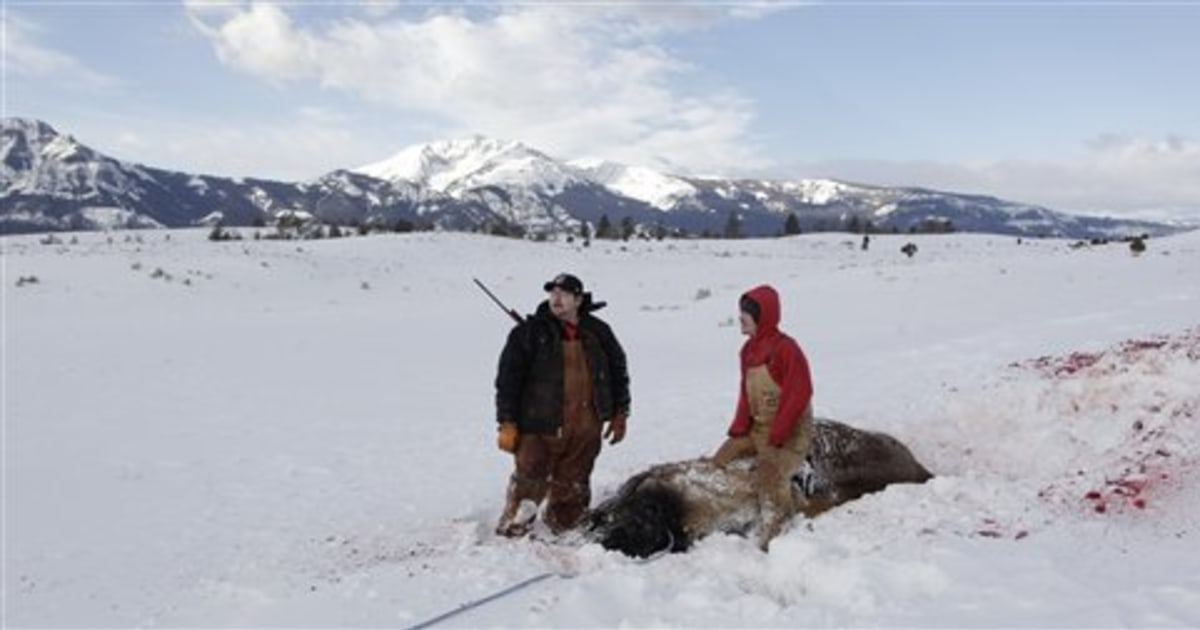 Northwest tribes resume sacred ritual Hunting bison